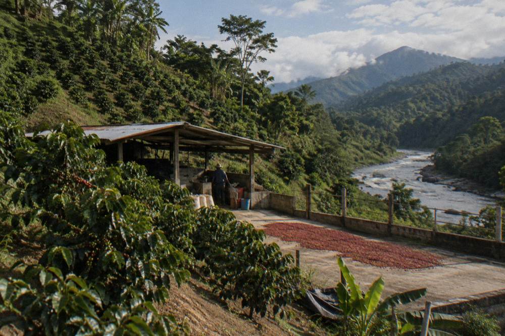 Coffee plantation rows on a green hillside with a small processing building