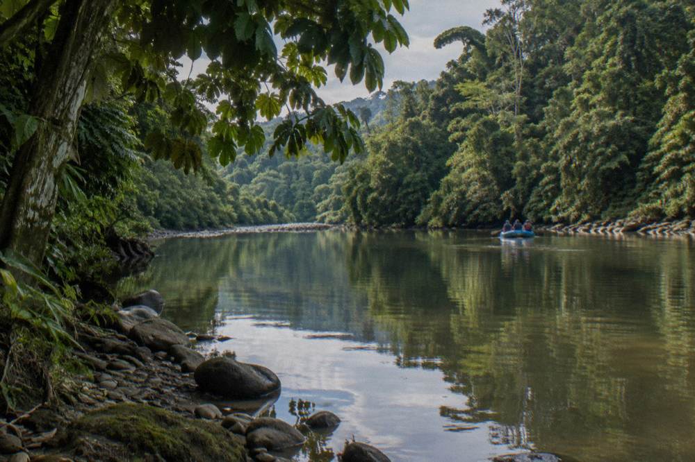 A calm pool between rapids reflecting dense rainforest and overhanging trees