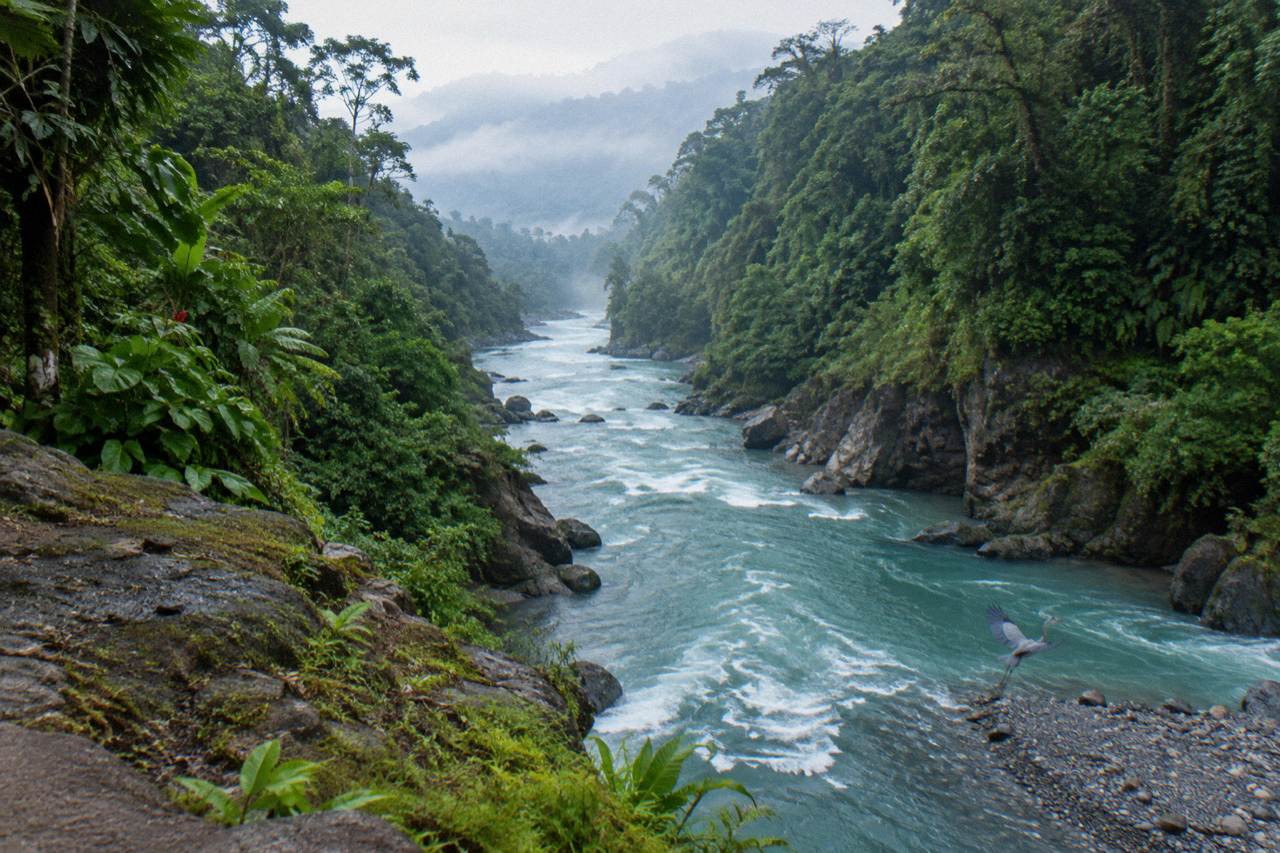 A rainforest gorge with a turquoise river current pushing between steep green walls