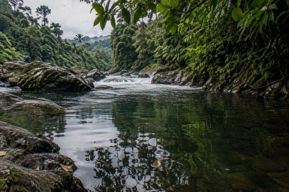 Calm pool between rapids reflecting dense rainforest and overhanging trees