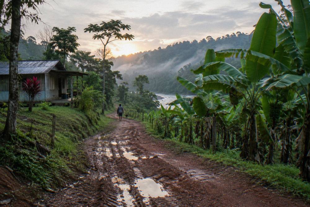 A gravel road cutting through dense tropical lowland forest in early morning light