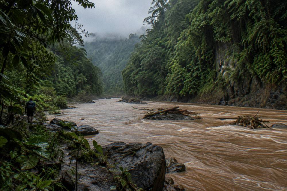 Rainforest gorge with a river flowing between steep green walls after rain