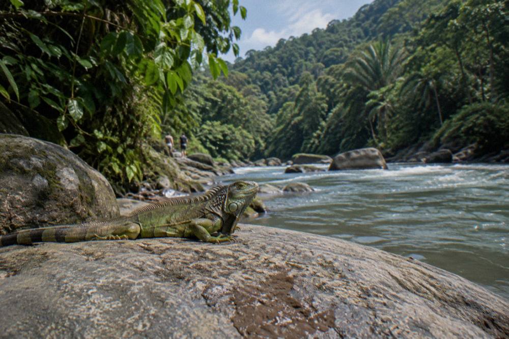 A green iguana resting on a boulder beside a tropical river with rainforest behind it